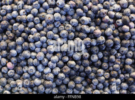 Frische Heidelbeeren Textur zertifiziert Bio Heidelbeeren in großen Haufen Stockfoto