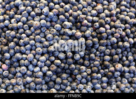 Frisch gepflückten Heidelbeeren am Marktstand als Heidelbeere Hintergrund Stockfoto