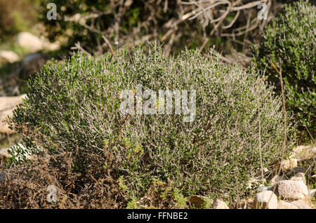 Thymus Vulgaris, gemeinsame Thymian, deutscher Thymian, Garten-Thymian, Wildkräuter in Spanien. Stockfoto