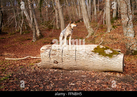 Hund auf gefallenen Baumstamm und blickt in den Wald Stockfoto