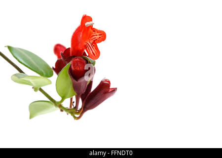 Roter Lippenstift Blume. Aeschynanthus Radicans. Isoliert auf weißem Hintergrund Stockfoto