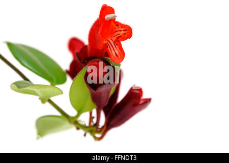 Roter Lippenstift Blume. Aeschynanthus Radicans. Isoliert auf weißem Hintergrund Stockfoto