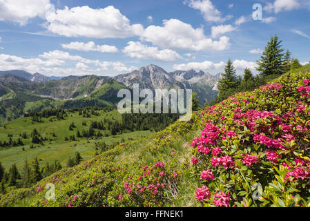 Blühenden Rhododendron Ferrugineum Alpenrose im Frühjahr auf die Hirschwang Alm in den Ammergauer Alpen, Bayern, Deutschland Stockfoto