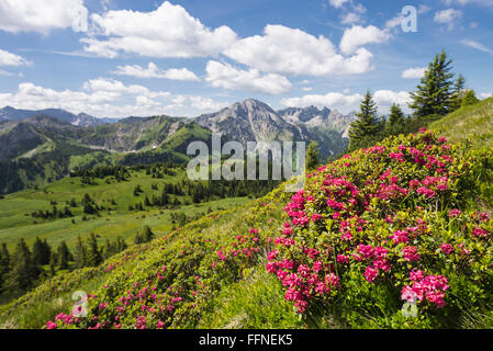 Blühenden Rhododendron Ferrugineum Alpenrose im Frühjahr auf die Hirschwang Alm in den Ammergauer Alpen, Bayern, Deutschland Stockfoto