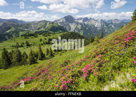 Blühenden Rhododendron Ferrugineum Alpenrose im Frühjahr auf die Hirschwang Alm in den Ammergauer Alpen, Bayern, Deutschland Stockfoto