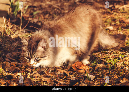 Hauskatze, Suche und stalking eine Beute im Laufe des Nachmittags fallen. Weichzeichnen Sie Hintergrund. Selektiven Fokus. Stockfoto