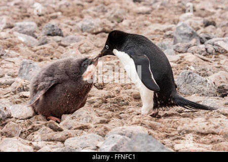 Adelie Penguin (Pygoscelis Adeliae) Erwachsenen Fütterung Küken, stehend auf Felsen, Paulet Insel, Antarktis Stockfoto