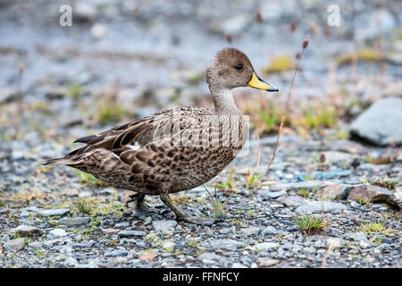 Süd-Georgien Pintail Ente (Anas Georgica Georgica) Erwachsenen am Strand, Südgeorgien, Antarktis Stockfoto