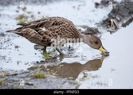 Süd-Georgien Pintail Ente (Anas Georgica Georgica) Erwachsenen am Strand, Südgeorgien, Antarktis Stockfoto