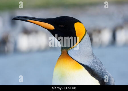 King Penguin (Aptenodytes Patagonicus) Nahaufnahme von Erwachsenen in der Zucht Saison, St. Andrews Bay, Süd-Georgien Stockfoto