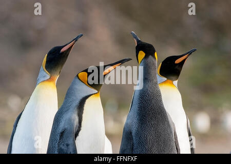 King Penguin (Aptenodytes Patagonicus) Gruppe von Erwachsenen in Balz Display, St. Andrews Bay, Süd-Georgien Stockfoto