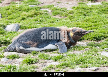 King Penguin (Aptenodytes Patagonicus) Mauser Küken liegend am Boden, St. Andrews Bay, Süd-Georgien Stockfoto