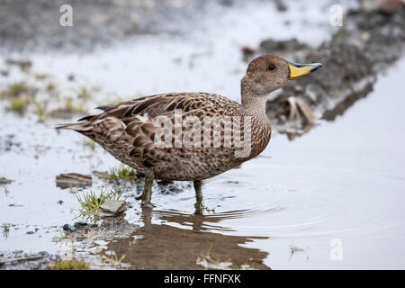 Süd-Georgien Pintail Ente (Anas Georgica Georgica) Erwachsenen am Strand, Südgeorgien, Antarktis Stockfoto