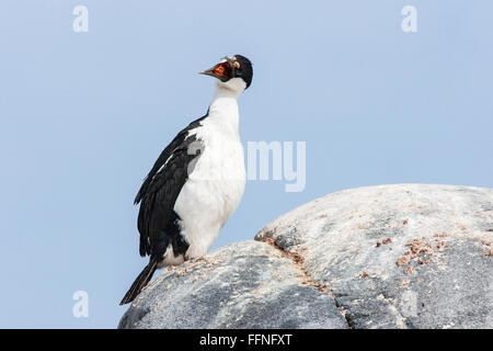 Imperial Shag (Phalacrocorax Atriceps) Erwachsenen thront auf Felsen im Brutkolonie, Antarktis. Stockfoto