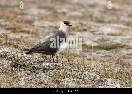 Arktisches Skua oder parasitäre Jaeger (Stercorarius Parasiticus) Erwachsenen stehen auf kurzen Rasen mit Flechten, Spitzbergen, Norwegen Stockfoto