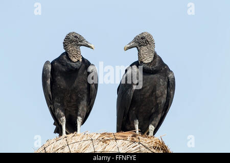 Amerikanische schwarze Geier (Coragyps Atratus) zwei Erwachsene thront auf Trockenrasen, Cozumel, Mexiko Stockfoto