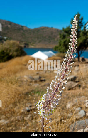 Griechenland, Kreta, Nordosten, kann Insel Agios Nikolaos, Weisse Meerzwiebel (Urginea Maritima) Stockfoto