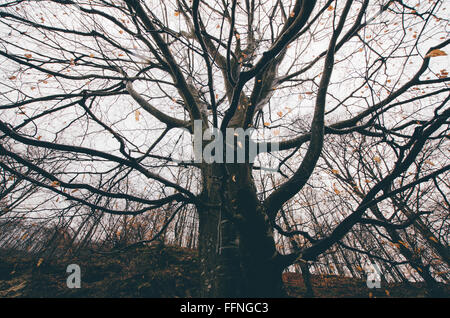 Baum-Silhouette im dunklen Wald Stockfoto