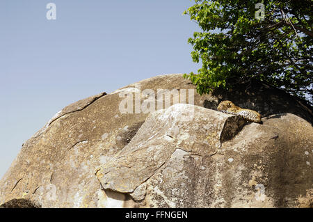 Leopard und Eidechse auf einem Kopje in der Serengeti Stockfoto