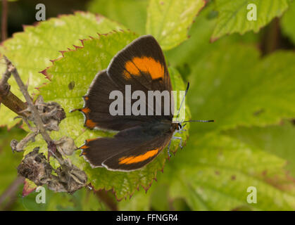 Brauner Haarstreifen (Thecla betulae) weiblicher Schmetterling, der mit offenen Flügeln auf grünem Brambleaf ruht, UK Stockfoto