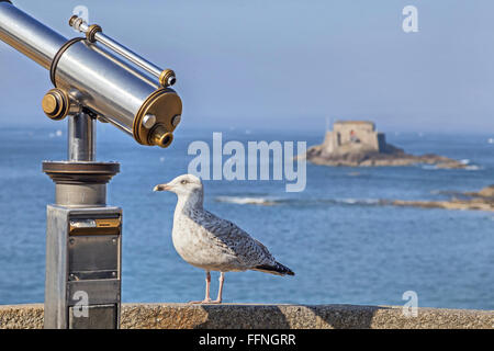 Sea Bird sitzen auf Brüstung in der Nähe der touristischen Teleskop auf dem Hintergrund des Forts im Meer, Saint-Malo, Bretagne, Frankreich Stockfoto