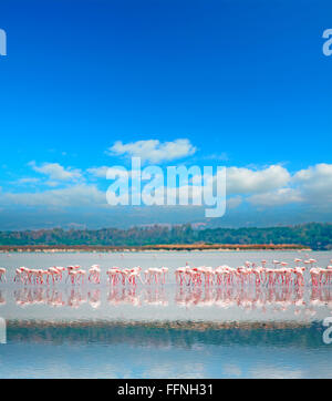 Herde von rosa Flamingos in einem Teich Stockfoto