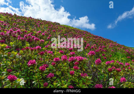 Viele Sträucher blühen Alpenrosen in einem Hang gegen blau-weißen Himmel Stockfoto