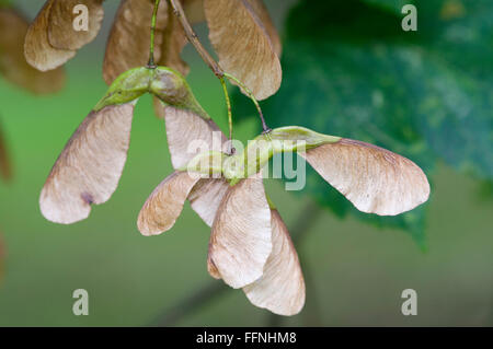 ACER PSEUDOPLATANUS Stockfoto