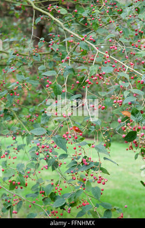 SORBUS ALNIFOLIA Stockfoto