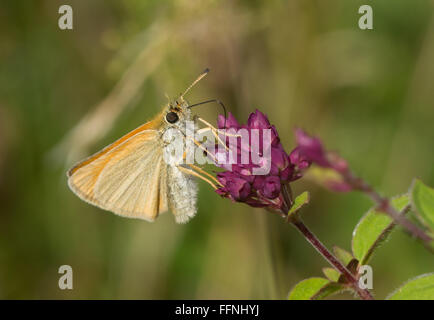 Essex Skipper Schmetterling (Thymelicus lineola) nectaring auf lila Blume, UK Stockfoto