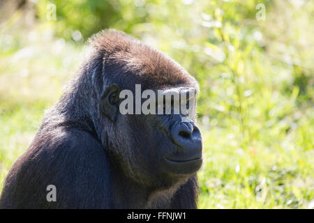 Durrell Wildlife Conservation Trust Stockfoto