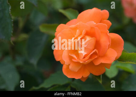 Rosa Super Trouper "Fryleyeca". Orange Rose. Stockfoto