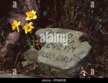 Dafydd ap Gwilym Gedenkstein Walisische mittelalterliche 14. Jahrhundertdichter mit Narzissen in Strata Florida Richard Fflur Kirche unter Baum Stockfoto