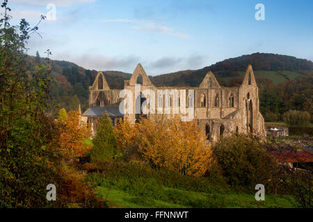 Tintern Abbey im Herbst im Morgengrauen Wye Valley Monmouthshire South Wales UK Stockfoto