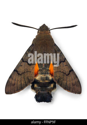 Macroglossum Stellatarum (Kolibri Falke-Motte) Stockfoto