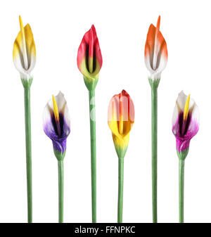 Calla-Lilien Stockfoto