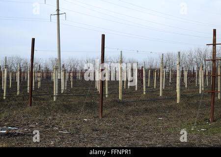 Junger Weinberg Feld. Stangen und Drähte für die Strumpfhalter-Rebe. Stockfoto