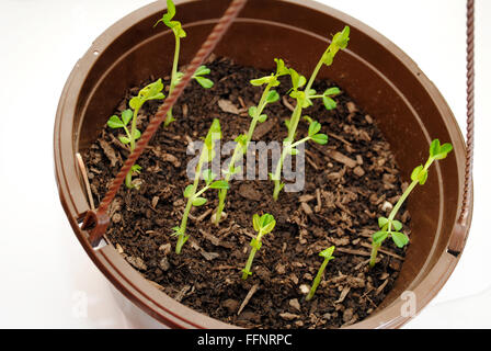 PEA Pod Pflanzen wachsen in einem hängenden Topf Stockfoto