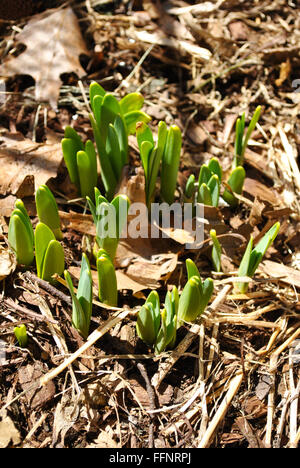 Frühling Narzissen Pflanzen sprießen in den Boden Stockfoto