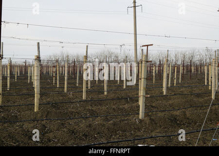 Junger Weinberg Feld. Stangen und Drähte für die Strumpfhalter-Rebe. Stockfoto