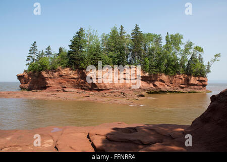 Bäume auf einer Insel in der Bucht von Fundy am Burncoat Head in Nova Scotia, Kanada. Das Gebiet hat die höchsten Gezeiten der Welt. Stockfoto