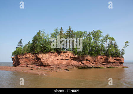 Bäume auf einer Insel in der Bucht von Fundy am Burncoat Head in Nova Scotia, Kanada. Das Gebiet hat die höchsten Gezeiten der Welt. Stockfoto