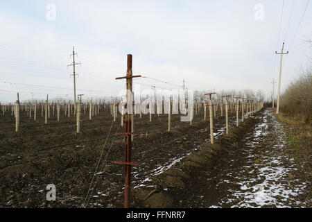 Junger Weinberg Feld. Stangen und Drähte für die Strumpfhalter-Rebe. Stockfoto