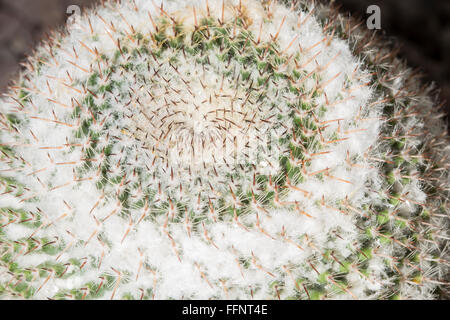 Makro-Blick auf den kleinen kreisförmigen Stacheln eines Kaktus Mammillaria formosa Stockfoto