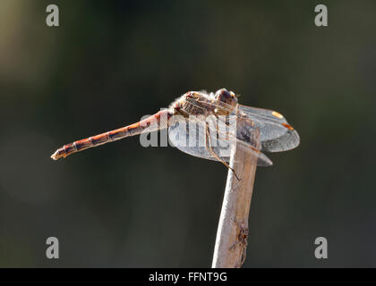 Gemeinsamen Darter Dragonfly - Sympetrum Striolatum Reife weibliche thront Stockfoto