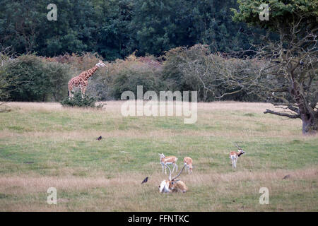 Blackbuck (magische Cervicapra) mit Giraffe und roten Letschwe Antilopen (Kobus Leche) Stockfoto