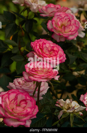 Rosa, Rose, Magic Carrousel "Edelrosen, Stockfoto