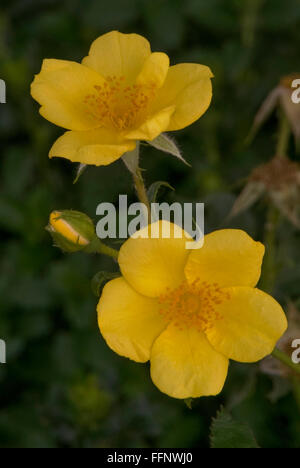 Rosa, BABY LOVE, rose, Miniatur, Terrasse.  Shrublet, einzelne, Stockfoto