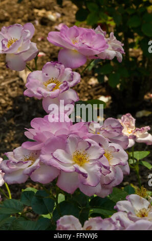 Rosa ESKAPADE, Rose, Edelrosen, Stockfoto