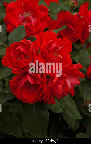 Rosa, Orange, Empfindung, Rose, orange rote Mischung Stockfoto